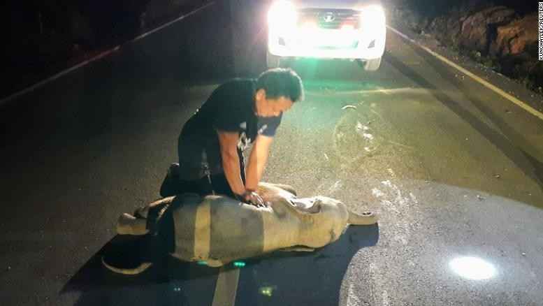 Bebé elefante atropellado por motociclista sobrevive tras ser ayudado con maniobra de RCP