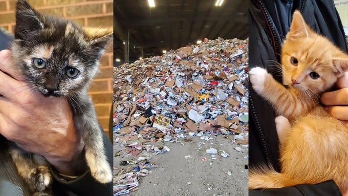 Trabajador salvó tres gatitos de morir aplastados en cinta transportadora de planta de reciclaje