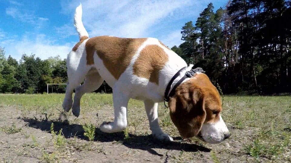 Surgen más evidencias que indican que los perros pueden detectar el Covid-19