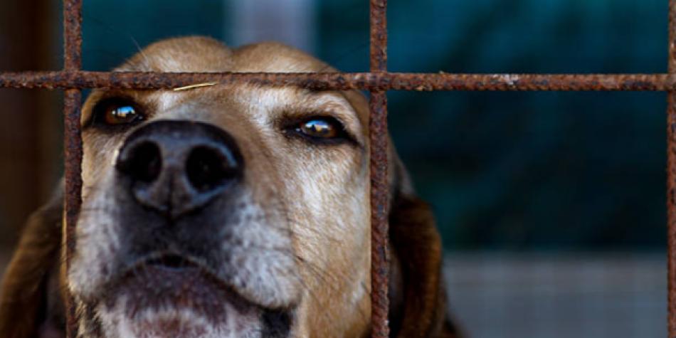 Proyecto busca que los animales sean declarados “seres vivientes y sintientes” en Chile