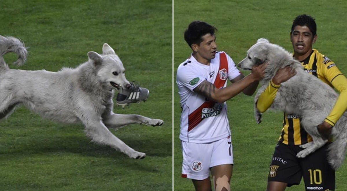 Perrito roba zapatilla e interrumpe partido de fútbol profesional en Bolivia: Jugador lo adoptará