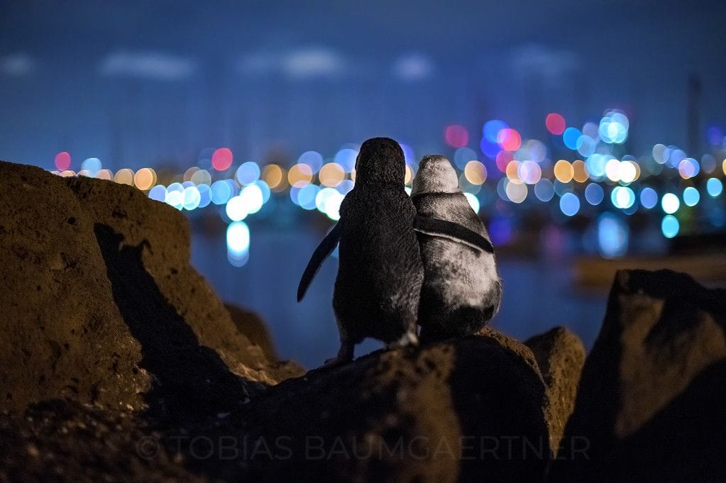 Imagen viral de pingüinos viudos gana premio de fotografía