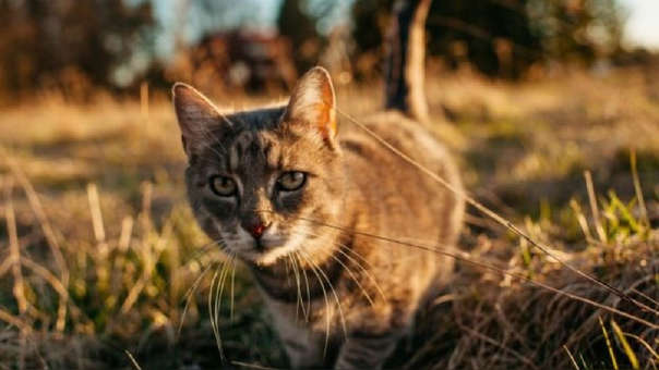 Australia planea exterminación de millones de gatos para evitar que acaben con la fauna endémica