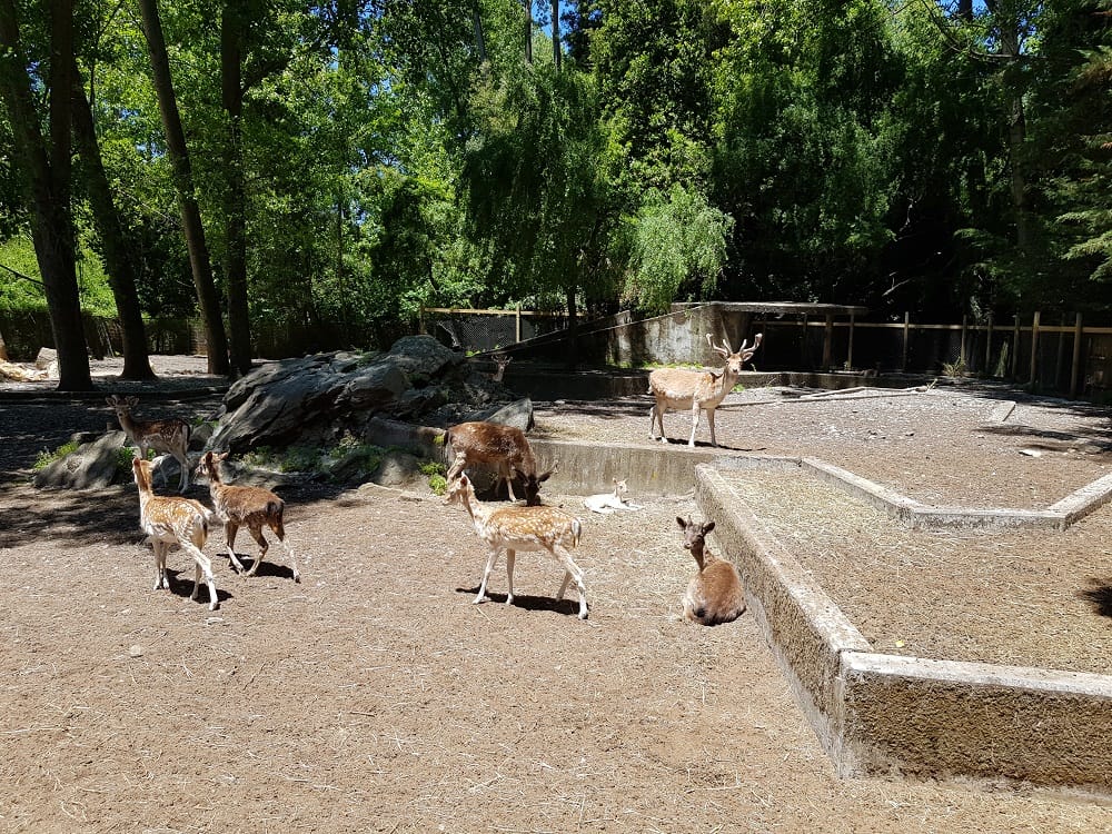Visitantes bautizaron a ciervos de la misma raza de Bambi en Parque Alessandri de Coronel