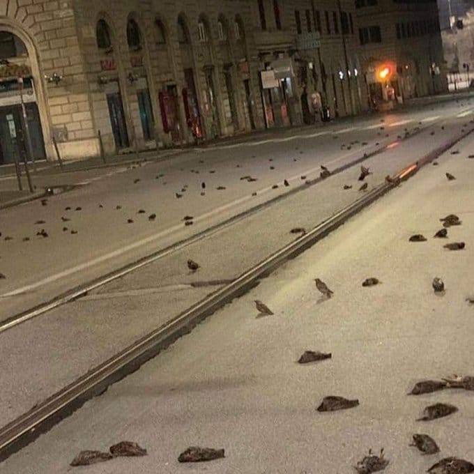 Cientos de pájaros murieron en las calles de Roma tras lanzamiento de fuegos artificiales por Año Nuevo