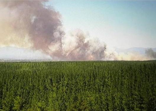 Onemi declaró Alerta Roja para la comuna de Yungay por incendio forestal que amenaza a casas