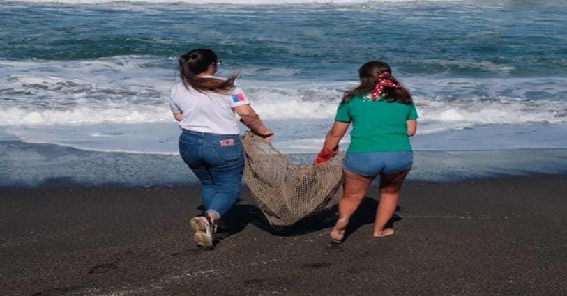 Realizan PCR a voluntarios que protegen crías de lobos marinos en Cobquecura