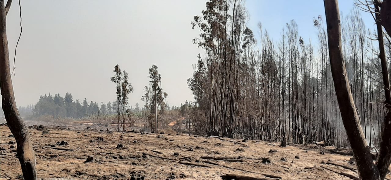 Conaf informó que incendio forestal de Nacimiento y Santa Juana está controlado