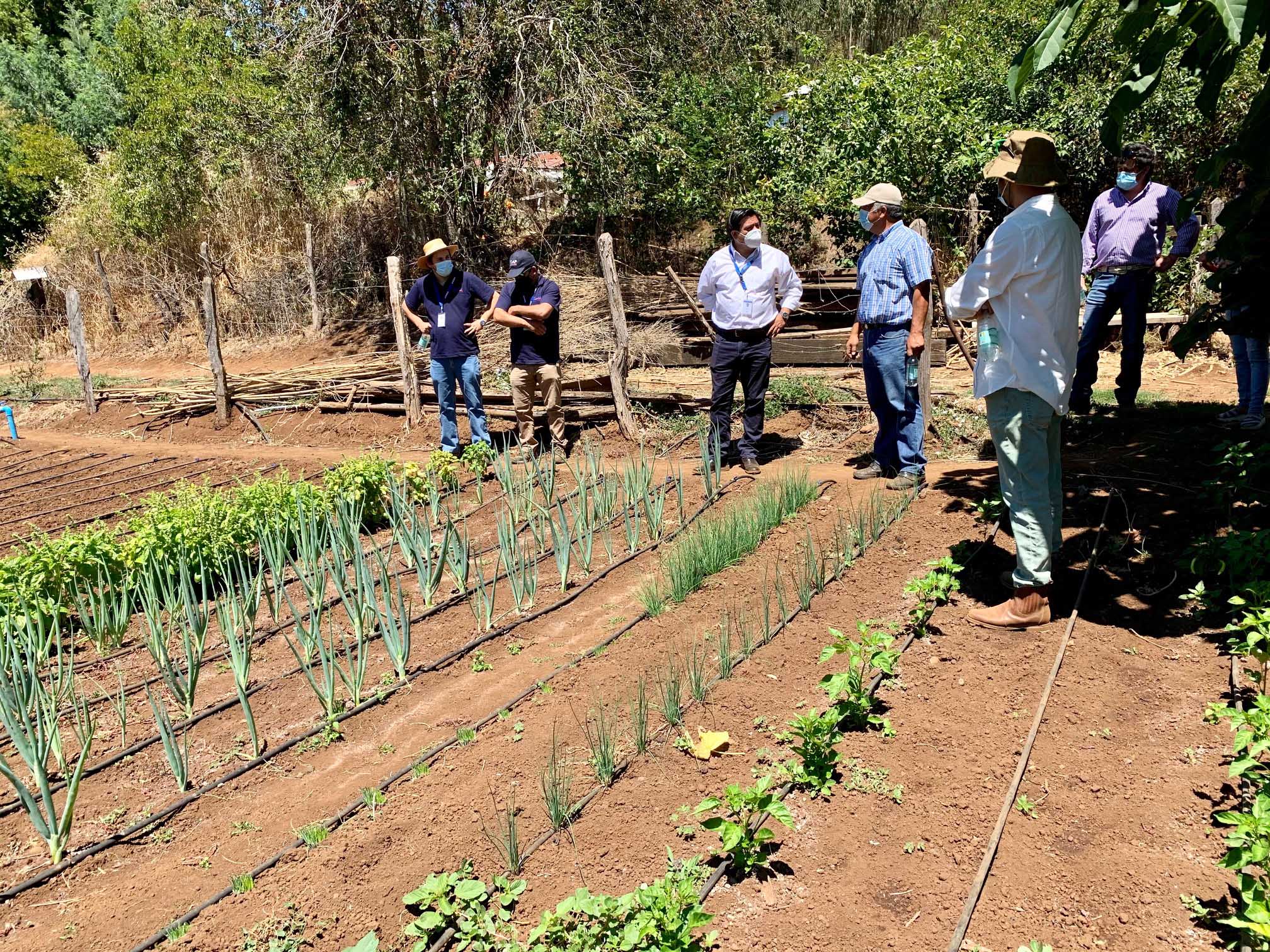 Destacan trabajo de pequeños agricultores apoyados por Indap en   Mulchén