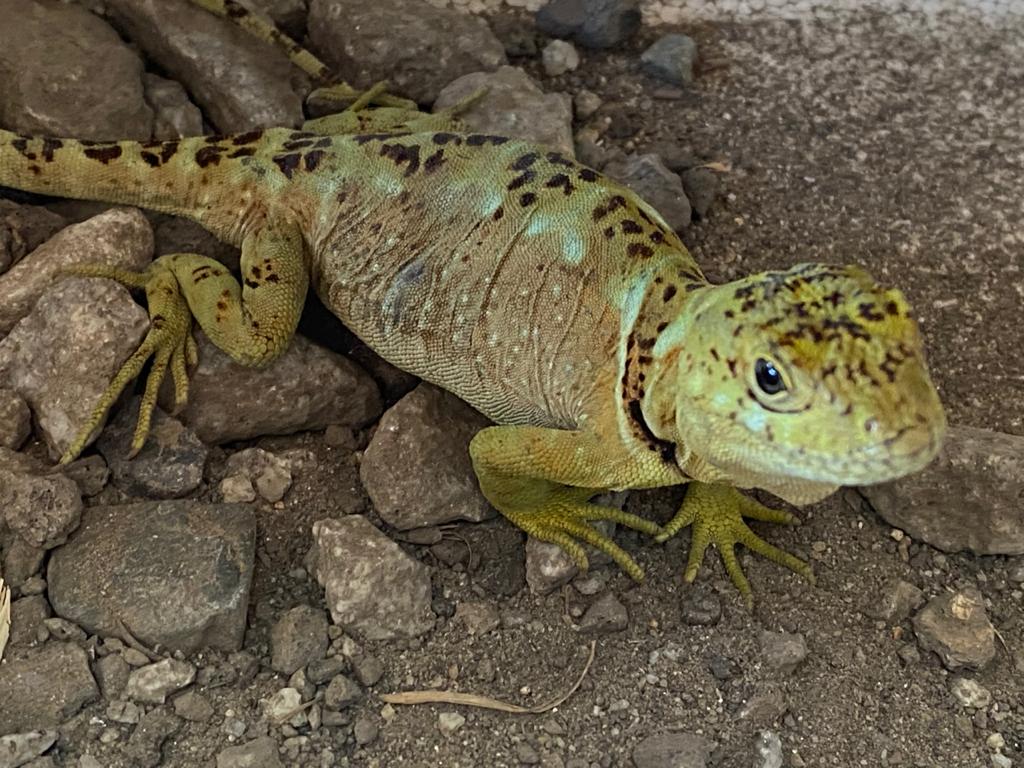 Liberan a lagarto gruñidor del sur en el cerro Caracol de Concepción