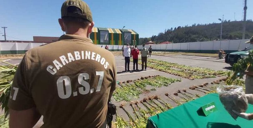 Nonguén: Decomisan plantación de drogas, cifra sería la más alta de los últimos 10 años