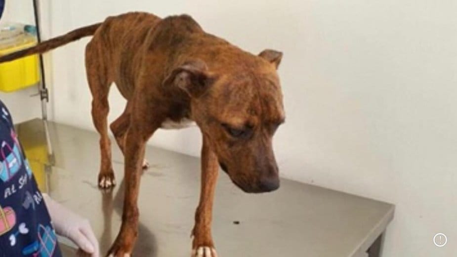Sujeto fue detenido en Antofagasta tras maltrato animal a sus perros pitbull