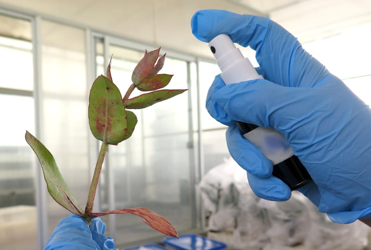 Científicos UdeC crean repelente e insecticida a partir de alga chilena