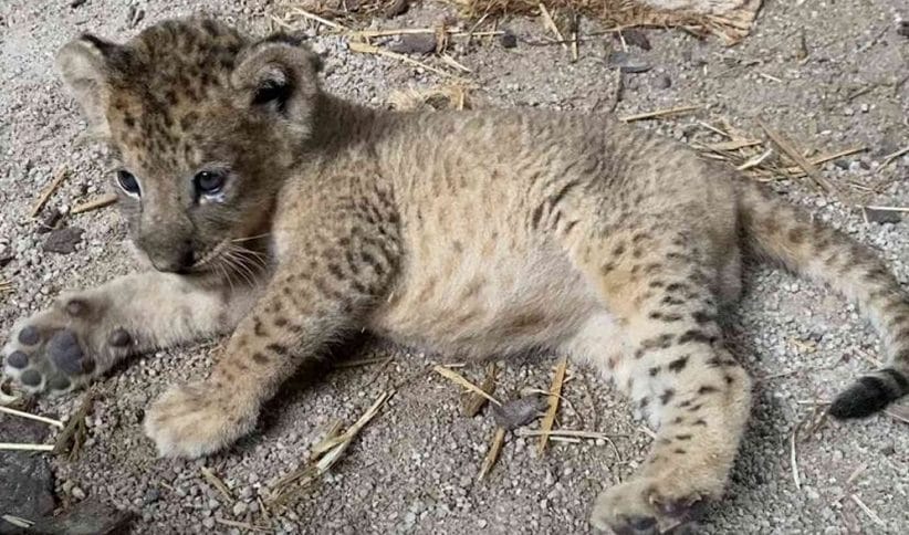 Se revelan imágenes del primer león nacido por inseminación artificial