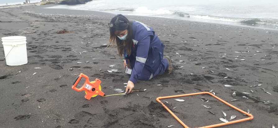Varazón masiva en Coronel: más de 600 kilos de peces se encontraron en la playa