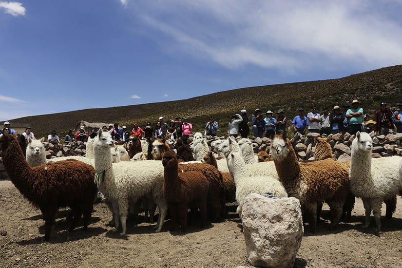Misterioso depredador atacó más de 50 llamas y alpacas en Colchane