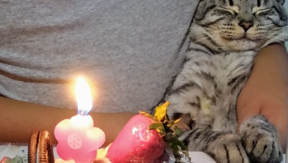 Celebración por cumpleaños de gato dejó 15 contagiados por Covid-19 en Santo Domingo