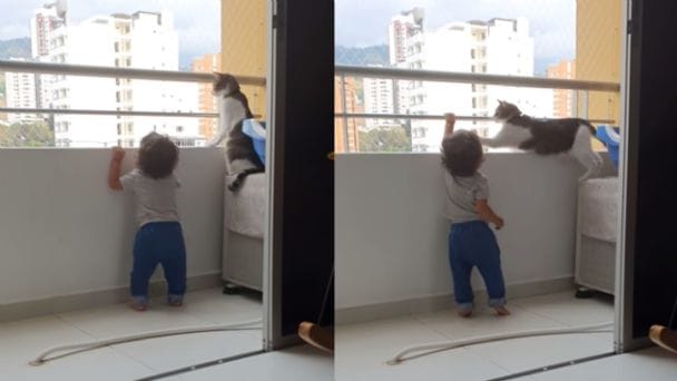 Viralizan registro de tierno gatito protegiendo a un niño para que no caiga de edificio