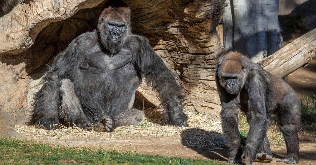 Detectan a los primeros gorilas contagiados con coronavirus en Zoológico de San Diego