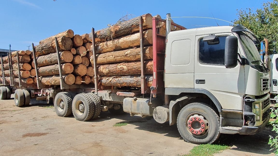 Detienen a sujeto por cuantioso robo de madera desde predio forestal en Curanilahue