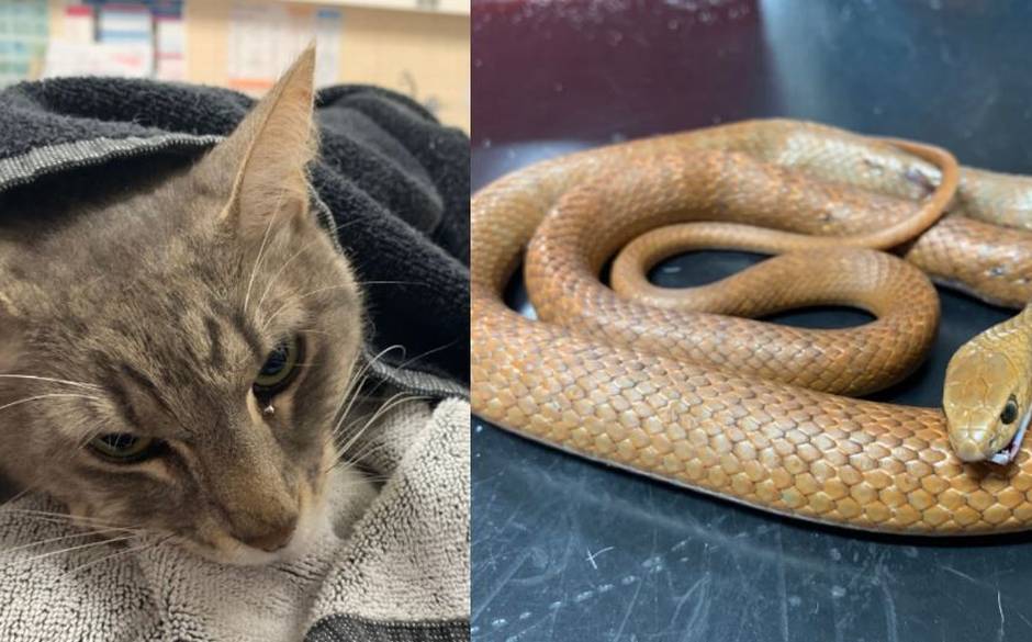 Gato murió como héroe tras proteger a dos niños de una de las serpientes más mortales del mundo