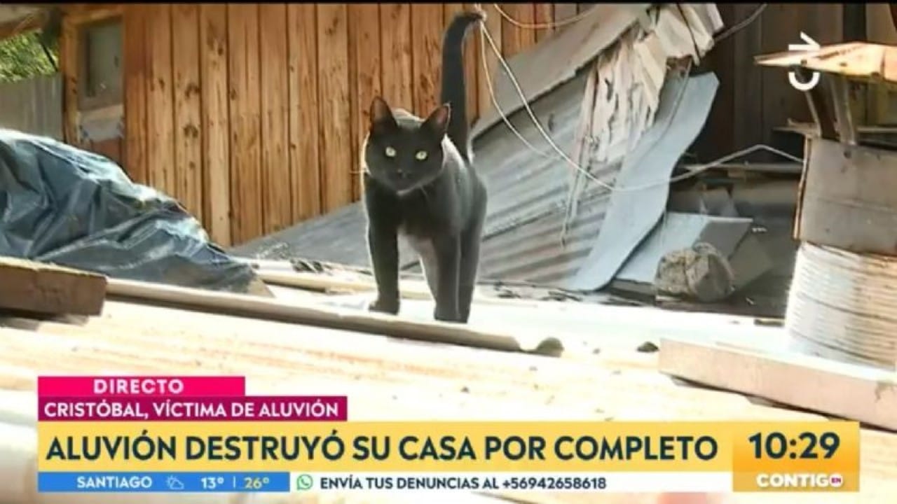Víctima de aluvión se reencuentra en vivo con su gato perdido durante la inundación