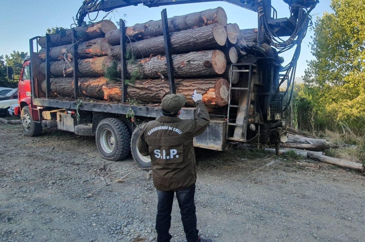 Balean a guardia forestal en presunto robo de madera en la comuna de Arauco