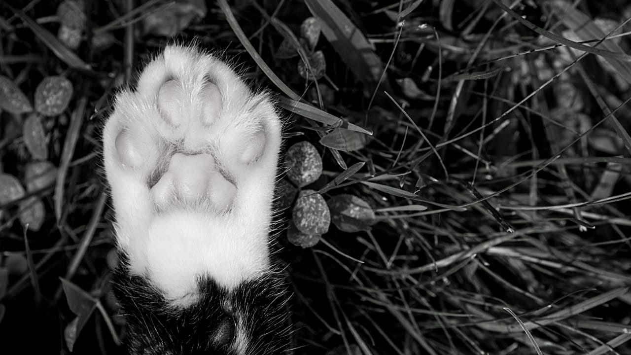 Denuncian maltrato animal tras la muerte de gatos en San Pedro de la Paz