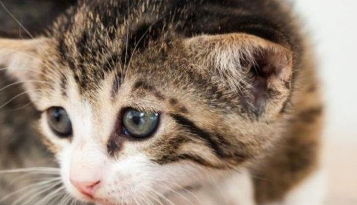 Investigan a compañía de comida de gatos por presuntos daños en animales