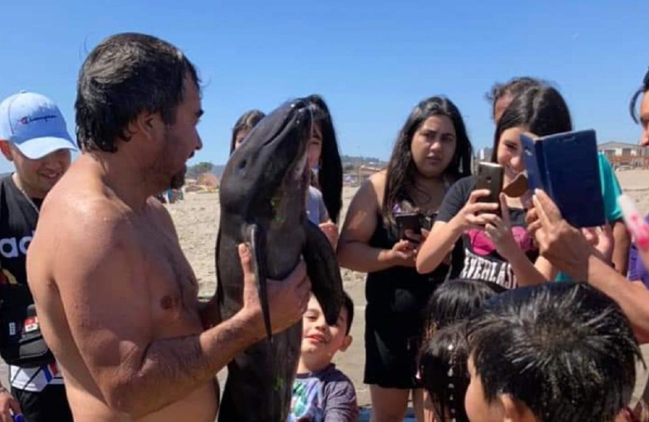 Cría de marsopa falleció tras varar en la playa de El Tabo en la quinta región: Turistas se tomaron selfies