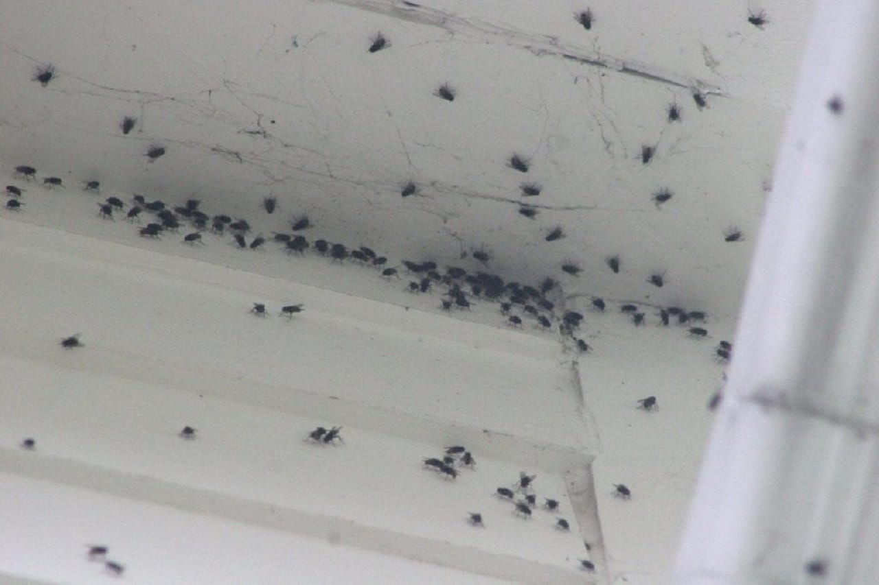 Plaga de moscas se extiende por comunas del Biobío