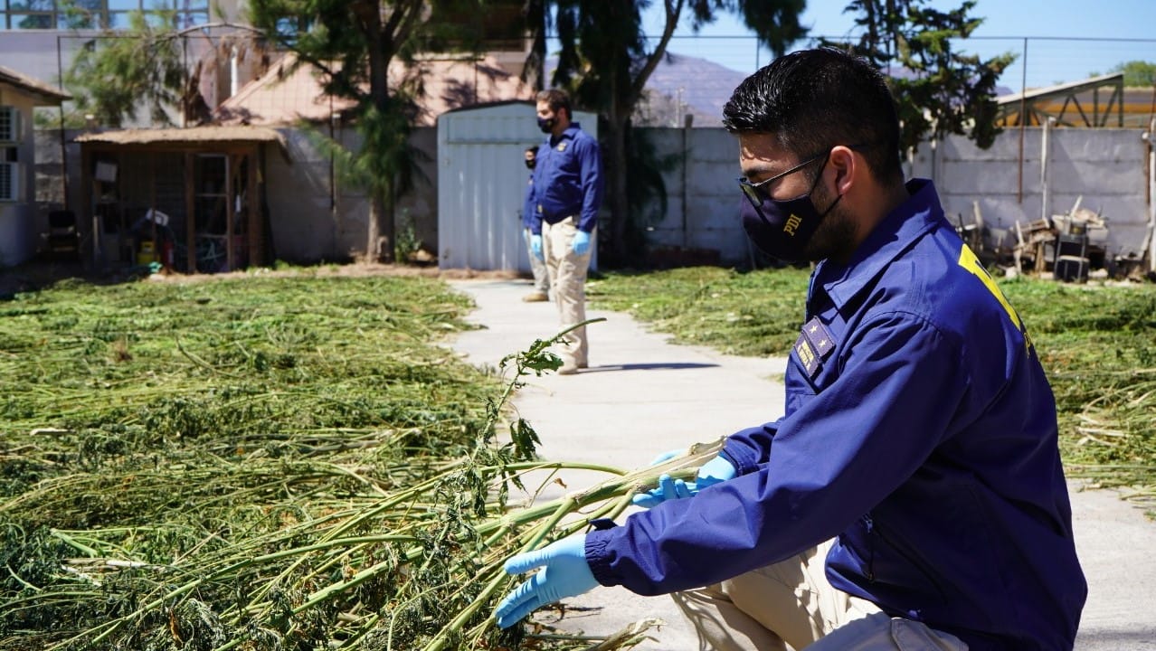 Plan Cannabis: Operativo dejó 3 toneladas de marihuana incautada entre Ovalle y Río Hurtado