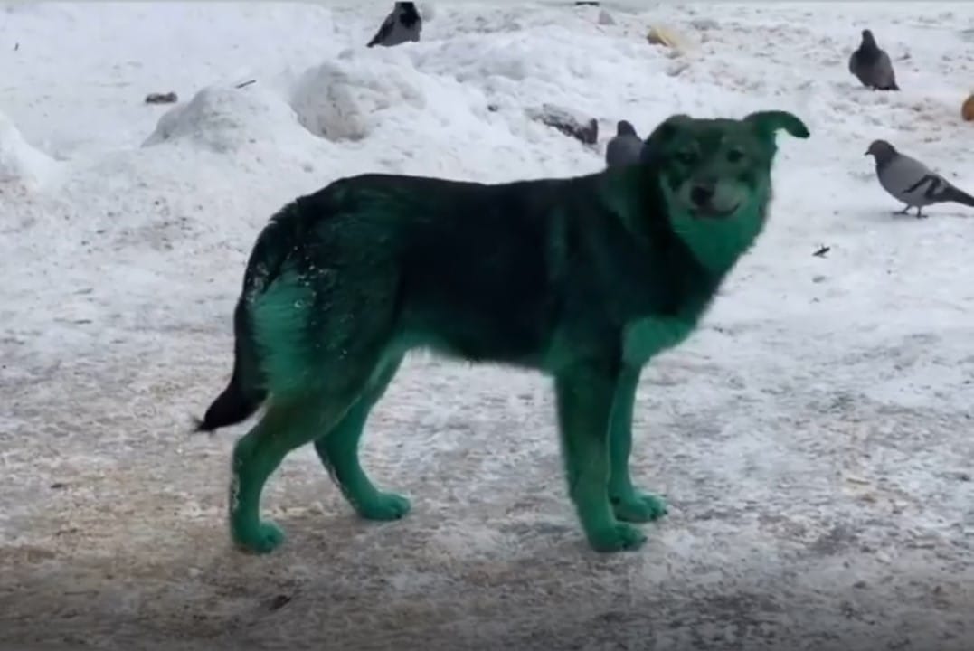 Pobladores descubren extraños perros verdes en ciudad de Rusia