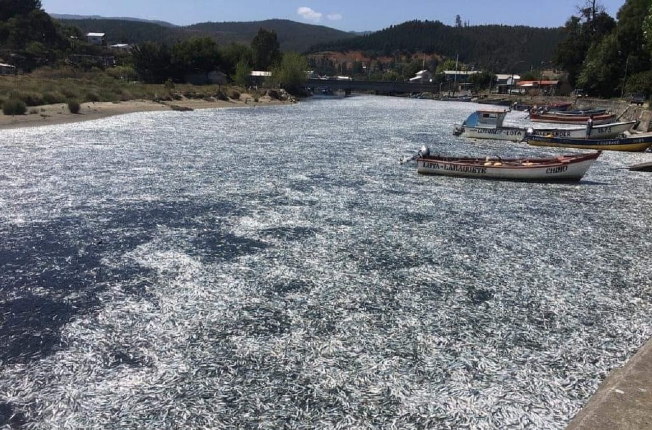 Confirman causa que generó mortandad masiva de peces en las costas del Biobío