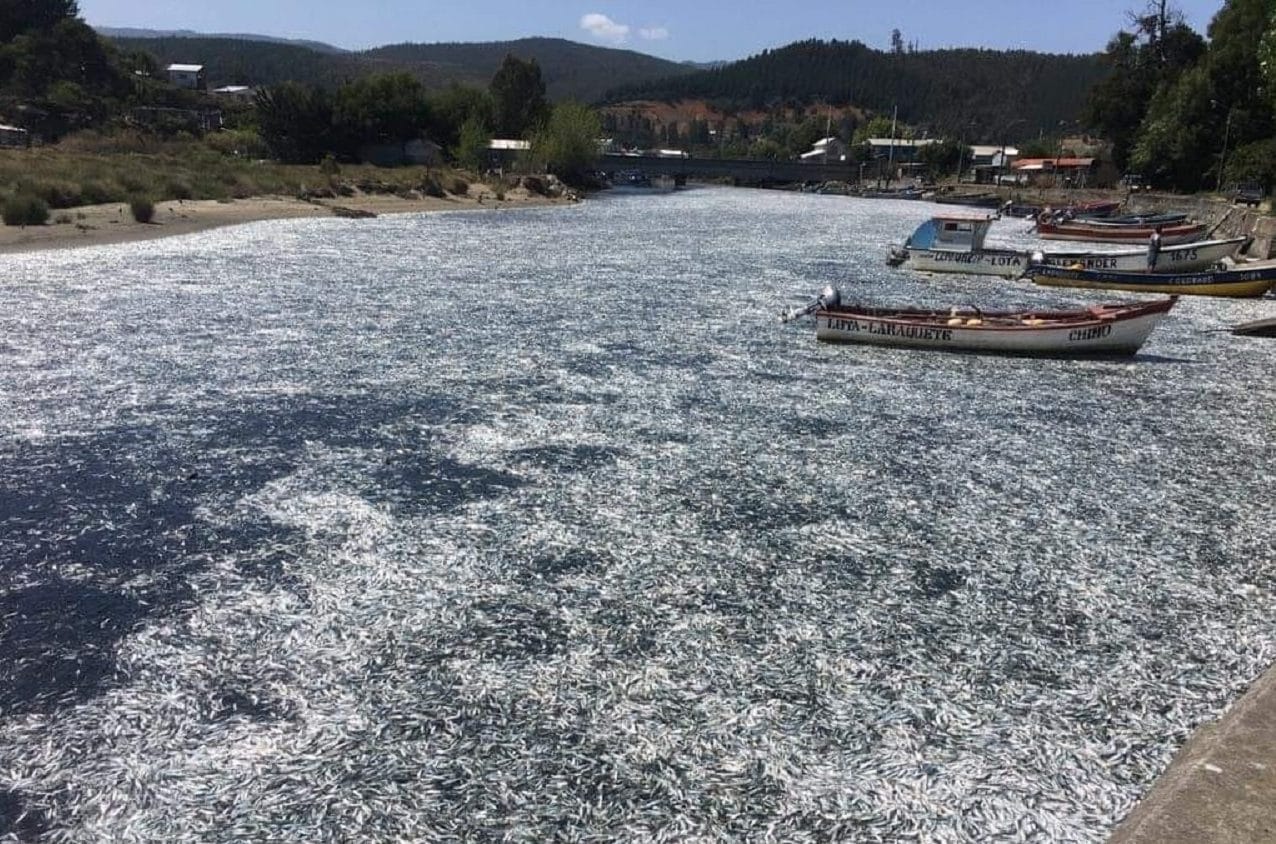 Registran nuevo varamiento masivo en río de la Provincia de Arauco