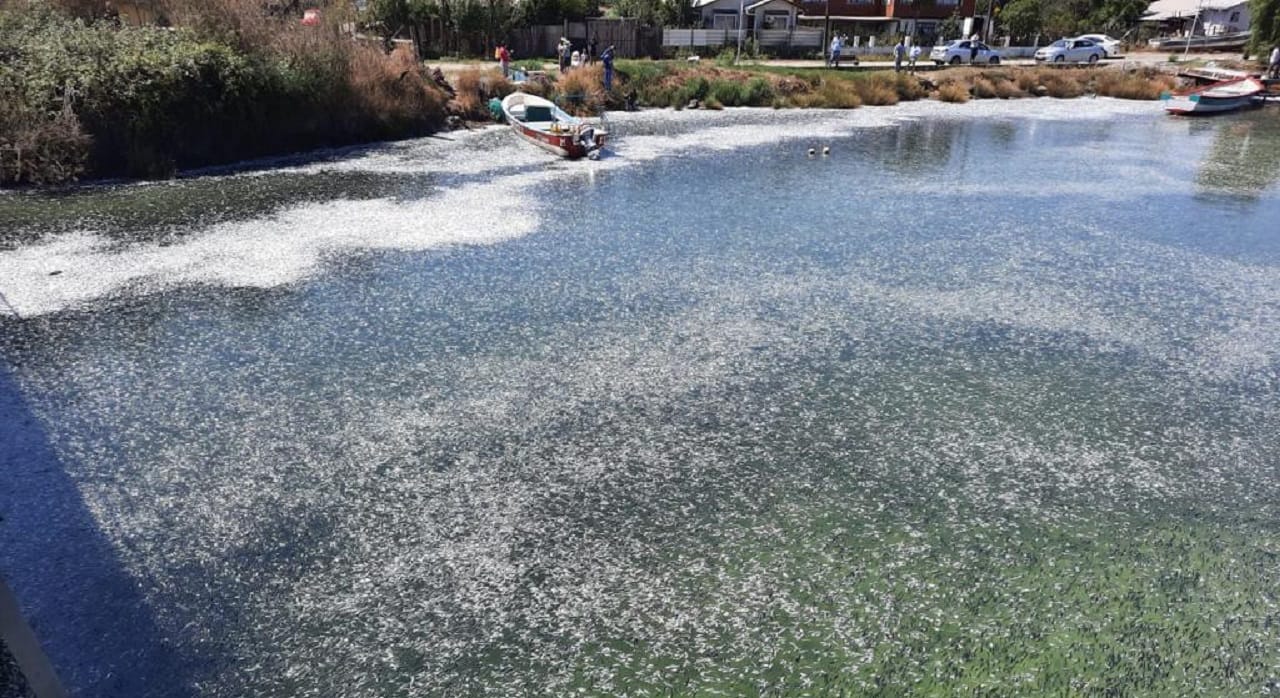 Entregan posible explicación a masivos varamientos de peces en costas del Biobío
