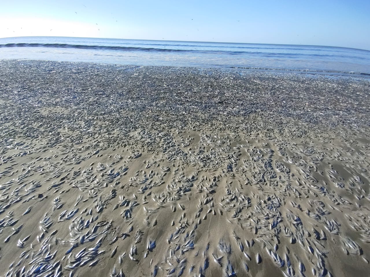 Encuentran varazón de 190 toneladas  de sardinas y anchovetas en playas del Biobío