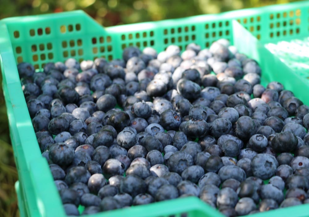 Apoyan mejoramiento en comercialización de berries del Biobío hacia el extranjero