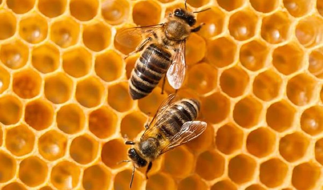 Declaran a las abejas el ser vivo más importante del planeta