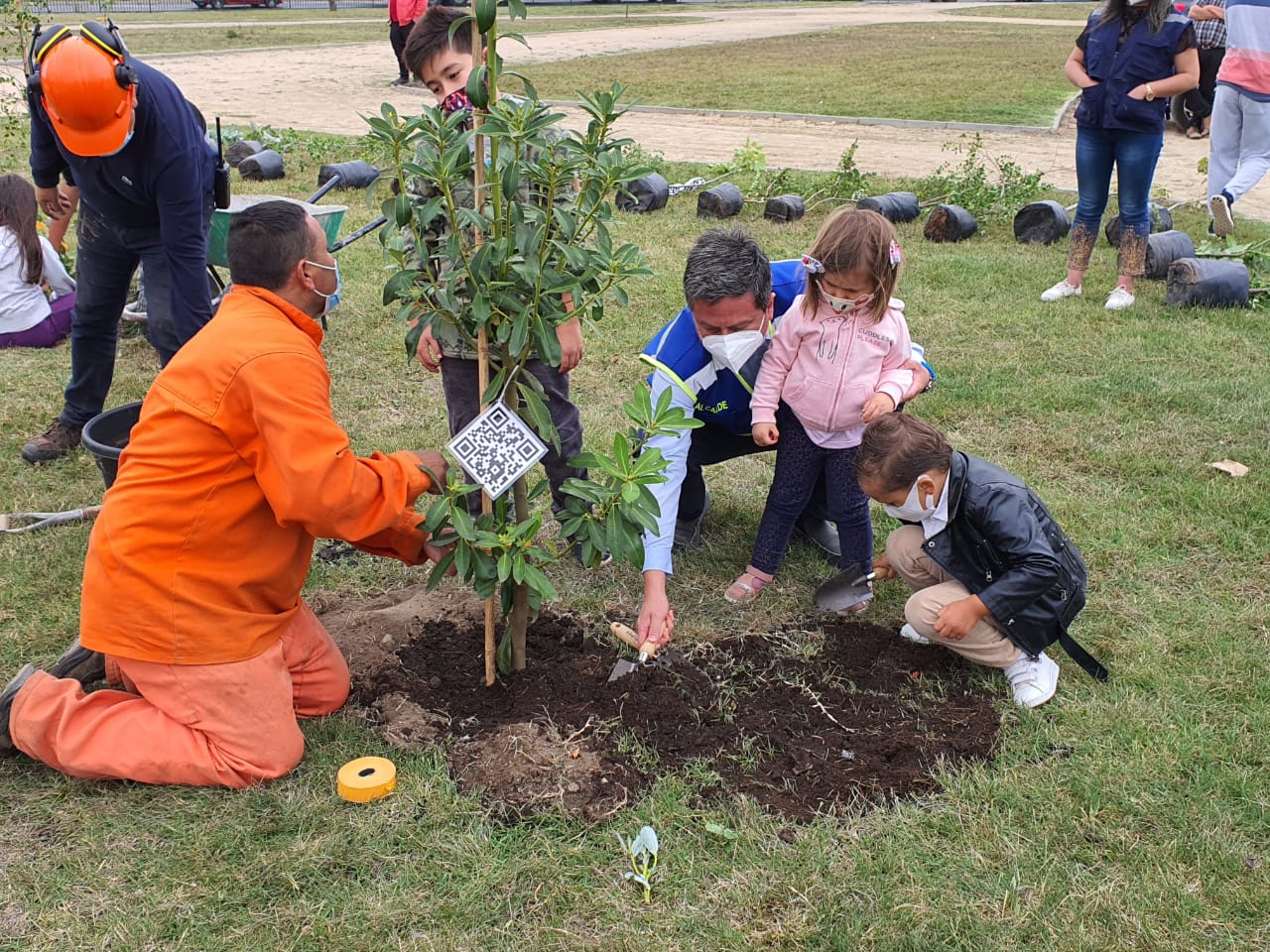 “Conce Plantando Vida”: Lanzan campaña para reforestar espacios públicos
