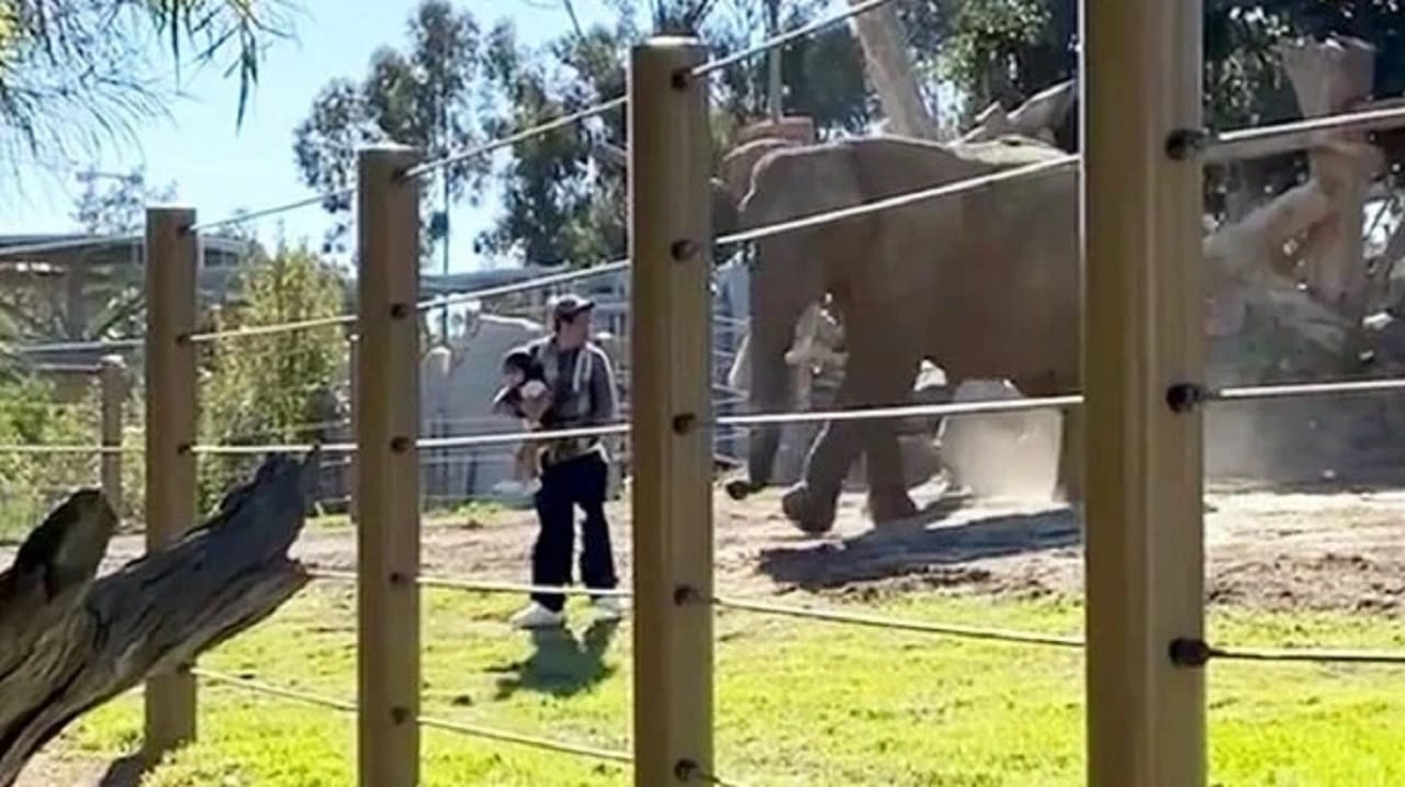 ¡Corrió por sus vidas! Papá entró con hija de 2 años a jaula de elefante para tomarse una selfie y el animal los atacó