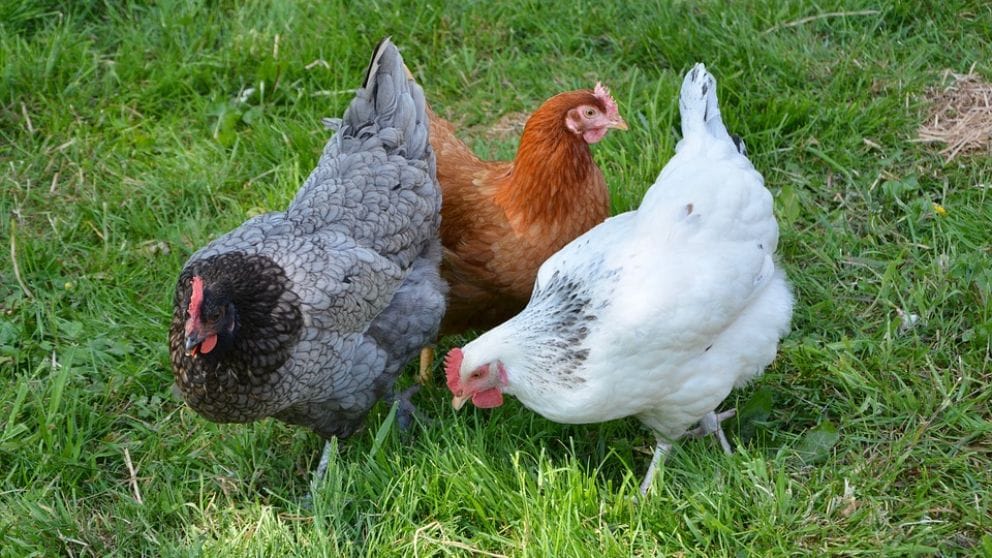 Biobío: Concejala recibe millonaria multa por transitar sin permiso en cuarentena para regalar gallinas