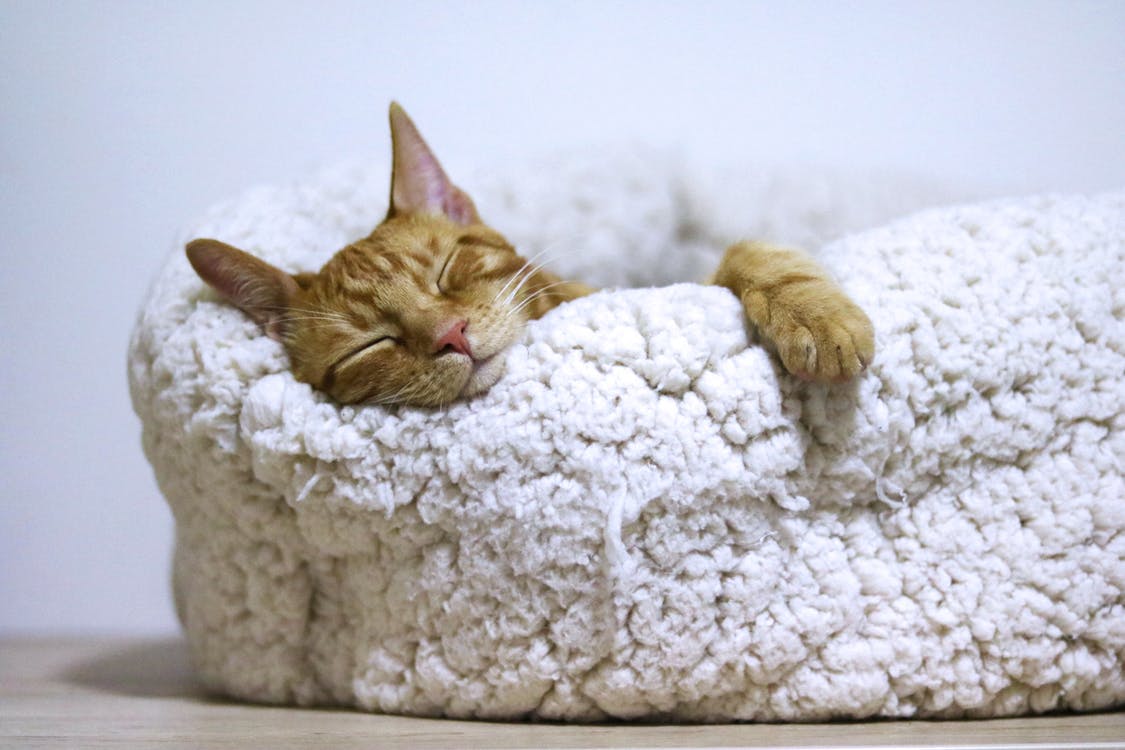 Alerta nacional por otra marca de alimento para gatos que generaría problemas de salud