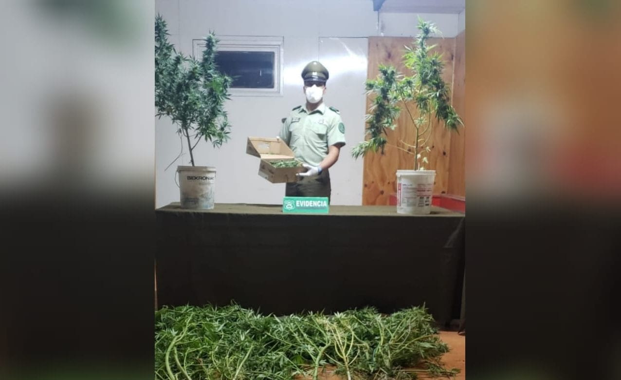 Mujer fue detenida por tenencia y comercialización de marihuana en Hualqui