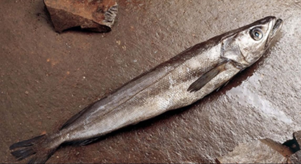 Director Zonal de Pesca Biobío: Desde los años 90 que industriales “reventaron” la pesquería de la merluza