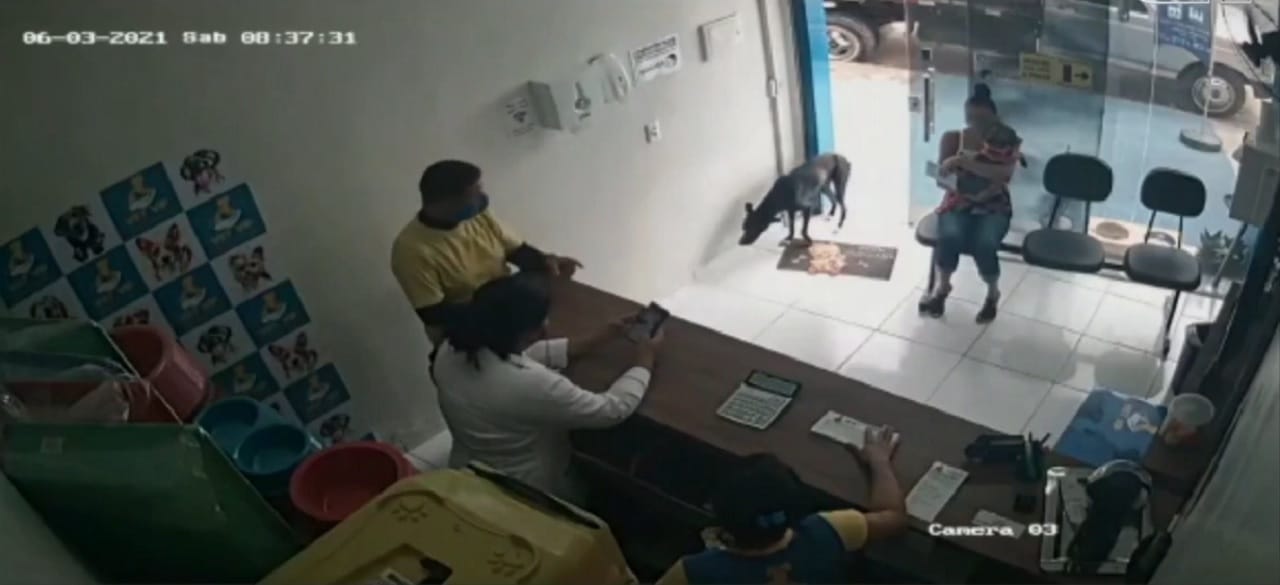 Perro herido ingresó solo a una clínica veterinaria para pedir ayuda