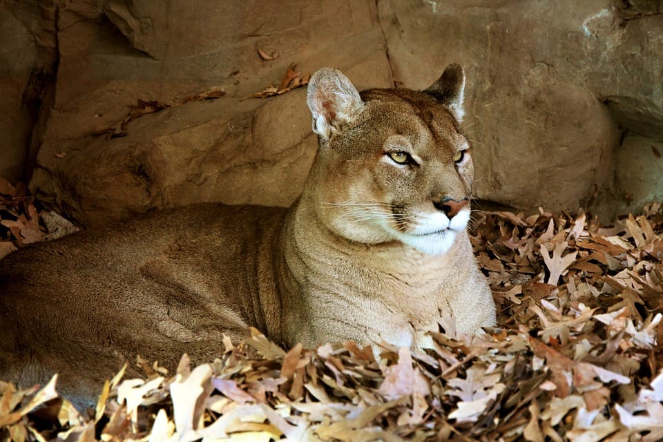 Investigan robo del cuerpo de un puma atropellado