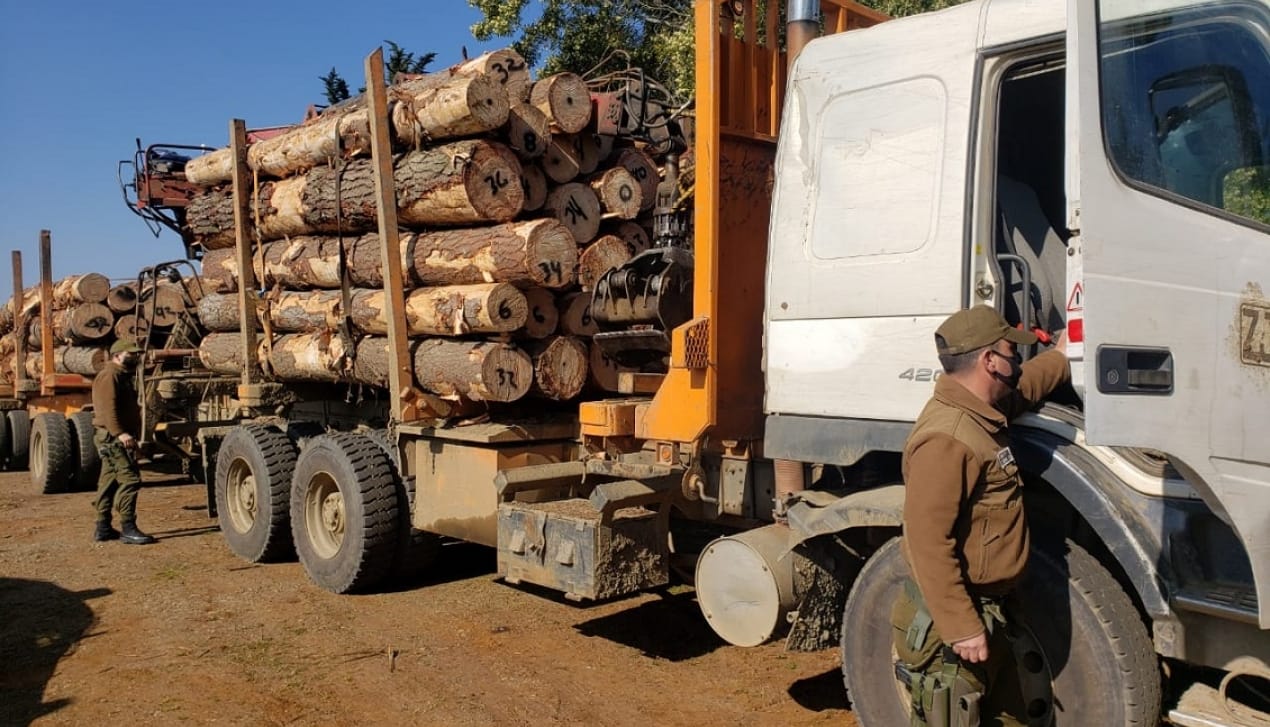 Senado aprueba en general proyecto que tipifica delito de robo de madera y busca mejorar su investigación