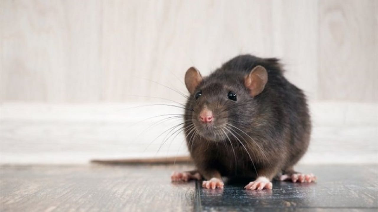 Producto de la pandemia: Londres está siendo invadida por millones de ratas