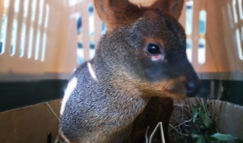 SAG liberó dos pudúes, un aguilucho y una lechuza en sus hábitats naturales del Biobío